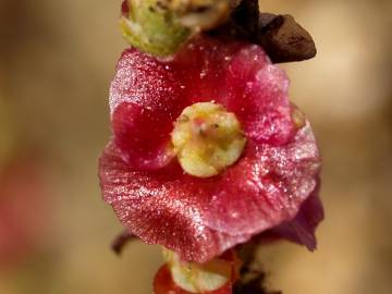 Fotografia da espécie Salsola vermiculata