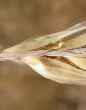 Fotografia 9 da espécie Secale cereale no Jardim Botânico UTAD