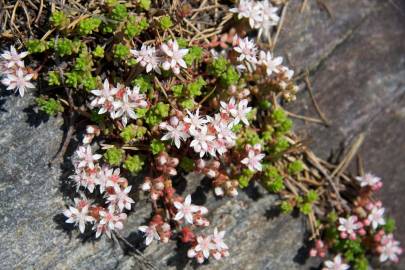 Fotografia da espécie Sedum anglicum