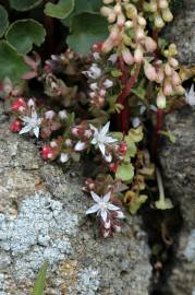 Fotografia da espécie Sedum anglicum