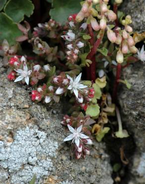 Fotografia 4 da espécie Sedum anglicum no Jardim Botânico UTAD