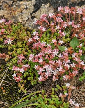 Fotografia 5 da espécie Sedum anglicum no Jardim Botânico UTAD