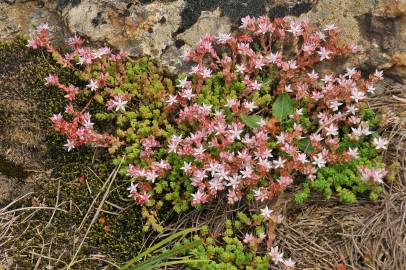 Fotografia da espécie Sedum anglicum