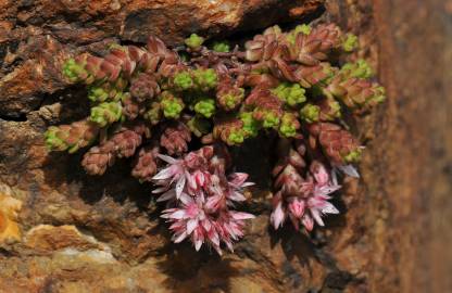 Fotografia da espécie Sedum anglicum