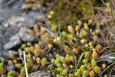 Fotografia da espécie Sedum anglicum