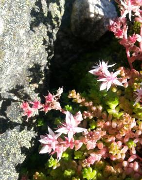 Fotografia 8 da espécie Sedum anglicum no Jardim Botânico UTAD