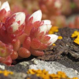 Fotografia da espécie Sedum anglicum