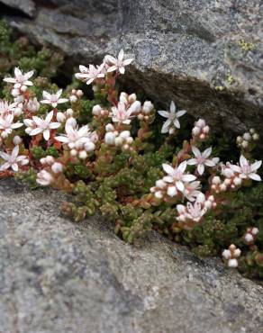 Fotografia 1 da espécie Sedum anglicum no Jardim Botânico UTAD