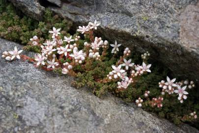 Fotografia da espécie Sedum anglicum