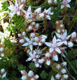 Fotografia da espécie Sedum anglicum