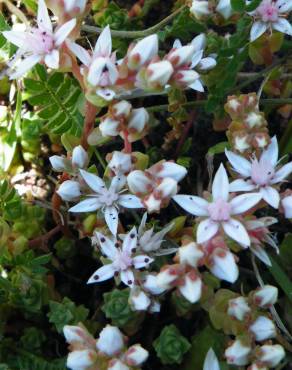 Fotografia 10 da espécie Sedum anglicum no Jardim Botânico UTAD