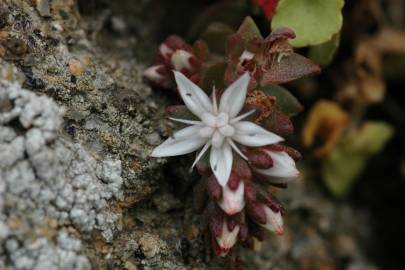 Fotografia da espécie Sedum anglicum