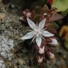 Fotografia 12 da espécie Sedum anglicum do Jardim Botânico UTAD