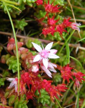 Fotografia 13 da espécie Sedum anglicum no Jardim Botânico UTAD