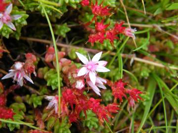 Fotografia da espécie Sedum anglicum