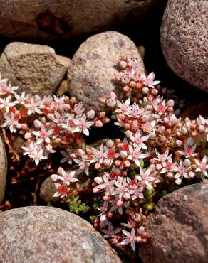 Fotografia 14 da espécie Sedum anglicum no Jardim Botânico UTAD