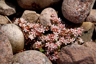 Fotografia da espécie Sedum anglicum