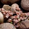 Fotografia 14 da espécie Sedum anglicum do Jardim Botânico UTAD