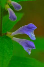 Fotografia da espécie Scutellaria galericulata