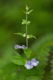 Fotografia da espécie Scutellaria galericulata