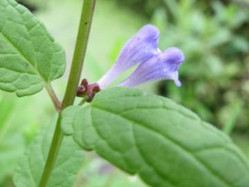 Fotografia da espécie Scutellaria galericulata