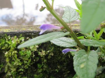 Fotografia da espécie Scutellaria galericulata