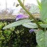 Fotografia 5 da espécie Scutellaria galericulata do Jardim Botânico UTAD