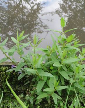 Fotografia 6 da espécie Scutellaria galericulata no Jardim Botânico UTAD