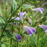 Fotografia 7 da espécie Scutellaria galericulata do Jardim Botânico UTAD