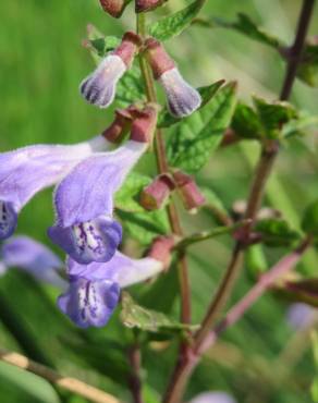 Fotografia 1 da espécie Scutellaria galericulata no Jardim Botânico UTAD