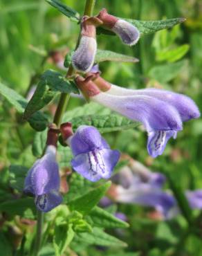 Fotografia 8 da espécie Scutellaria galericulata no Jardim Botânico UTAD