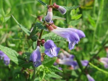 Fotografia da espécie Scutellaria galericulata