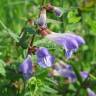 Fotografia 8 da espécie Scutellaria galericulata do Jardim Botânico UTAD