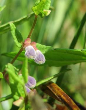 Fotografia 9 da espécie Scutellaria galericulata no Jardim Botânico UTAD