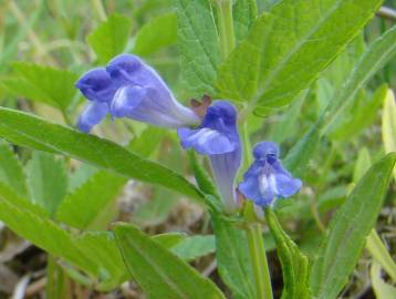 Fotografia da espécie Scutellaria galericulata