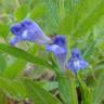 Fotografia 10 da espécie Scutellaria galericulata do Jardim Botânico UTAD