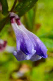 Fotografia da espécie Scutellaria galericulata