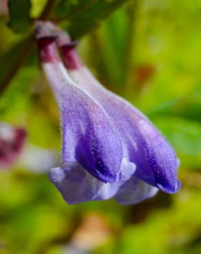 Fotografia 11 da espécie Scutellaria galericulata no Jardim Botânico UTAD