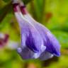 Fotografia 11 da espécie Scutellaria galericulata do Jardim Botânico UTAD