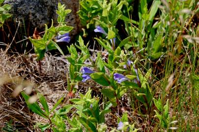 Fotografia da espécie Scutellaria galericulata