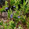 Fotografia 12 da espécie Scutellaria galericulata do Jardim Botânico UTAD