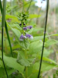 Fotografia da espécie Scutellaria galericulata