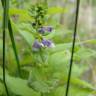 Fotografia 13 da espécie Scutellaria galericulata do Jardim Botânico UTAD