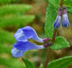 Fotografia da espécie Scutellaria galericulata