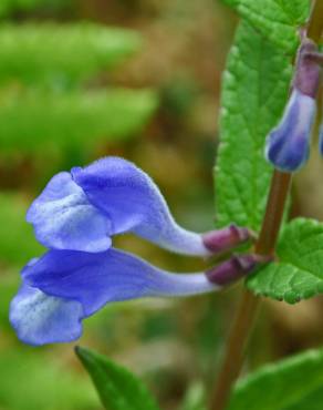 Fotografia 14 da espécie Scutellaria galericulata no Jardim Botânico UTAD