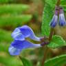 Fotografia 14 da espécie Scutellaria galericulata do Jardim Botânico UTAD