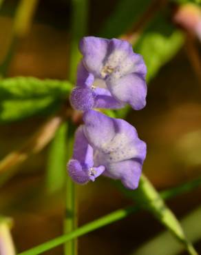 Fotografia 15 da espécie Scutellaria galericulata no Jardim Botânico UTAD