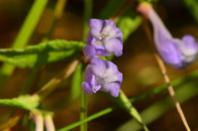 Fotografia da espécie Scutellaria galericulata