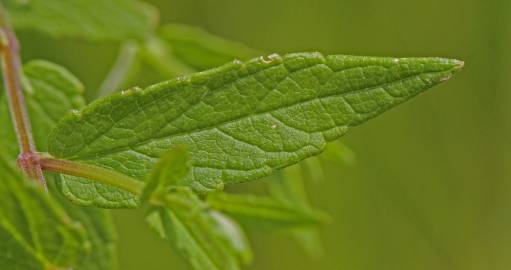 Fotografia da espécie Scutellaria galericulata