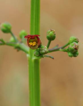 Fotografia 1 da espécie Scrophularia auriculata no Jardim Botânico UTAD